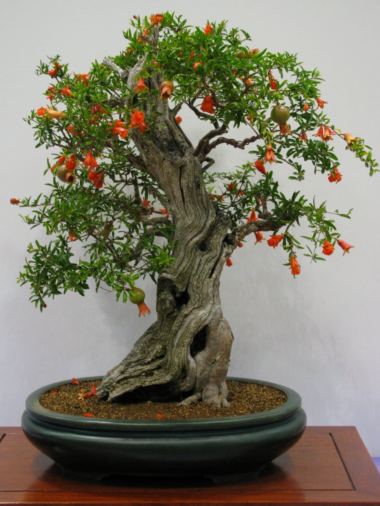 pomegranate-bonsai-tree